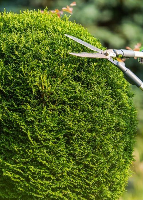 www.estimatetree.com Tree-Trimming-Safety (2)