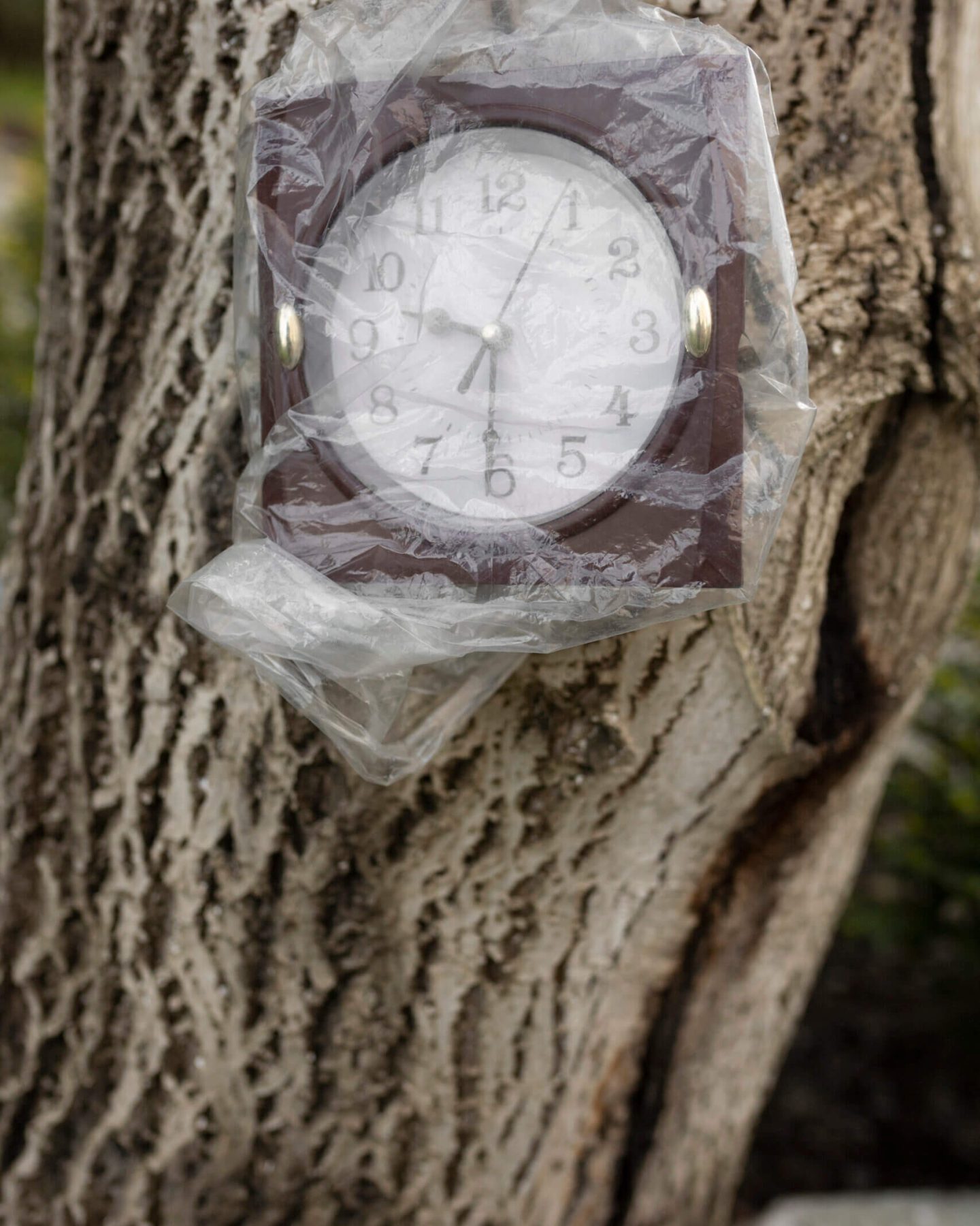 www.estimatetree.com emergency tree service (1)