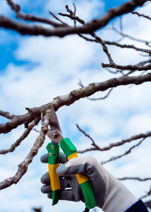 www.estimatetree.com tree pruning (1)