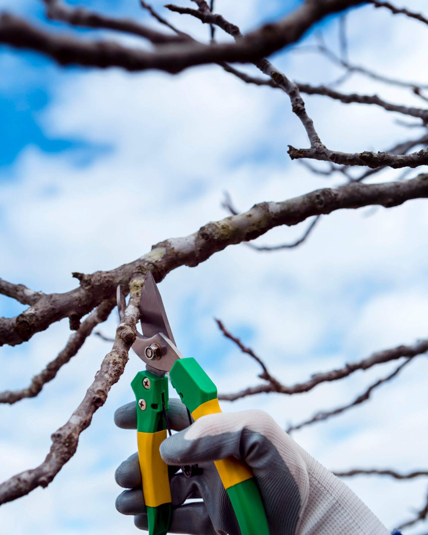 www.estimatetree.com tree pruning (1)