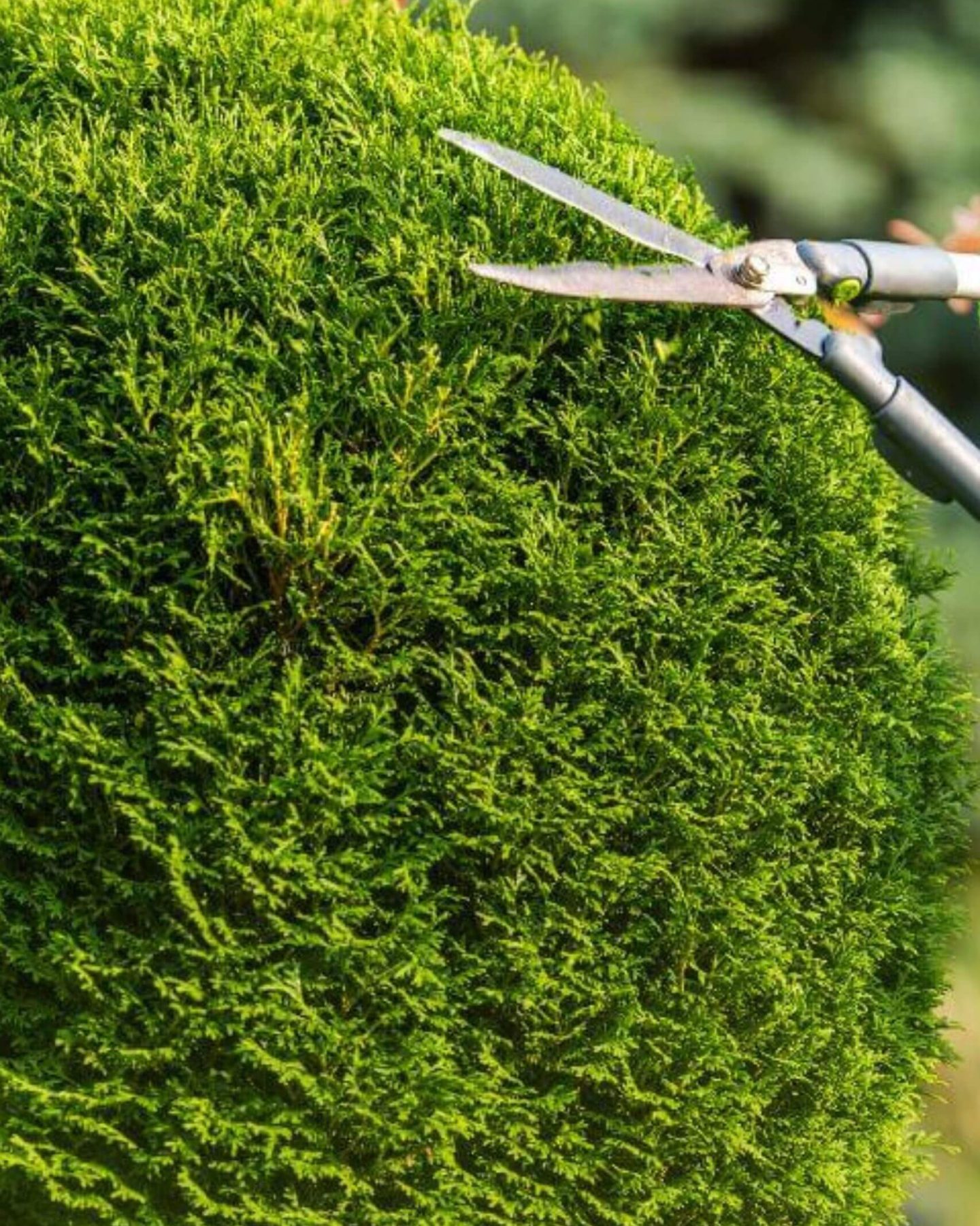 www.estimatetree.com trimming tree (1)