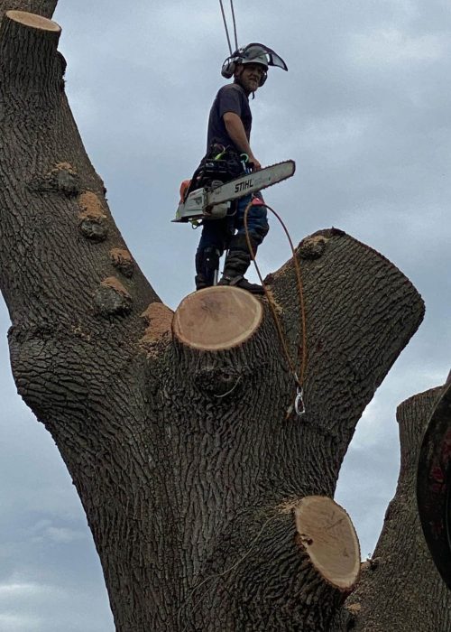 www.estimatetree.com trimming tree (2)