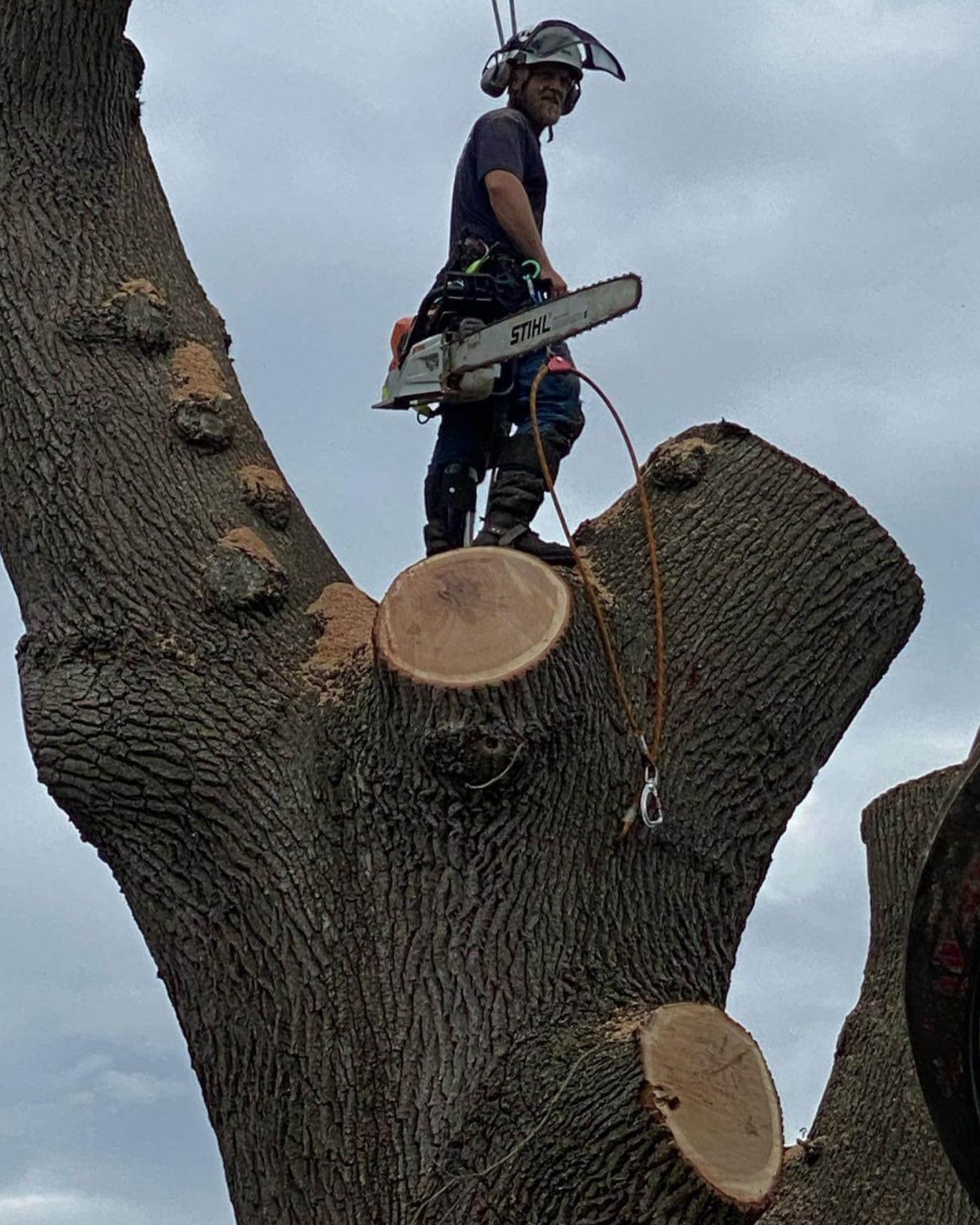 www.estimatetree.com trimming tree (2)